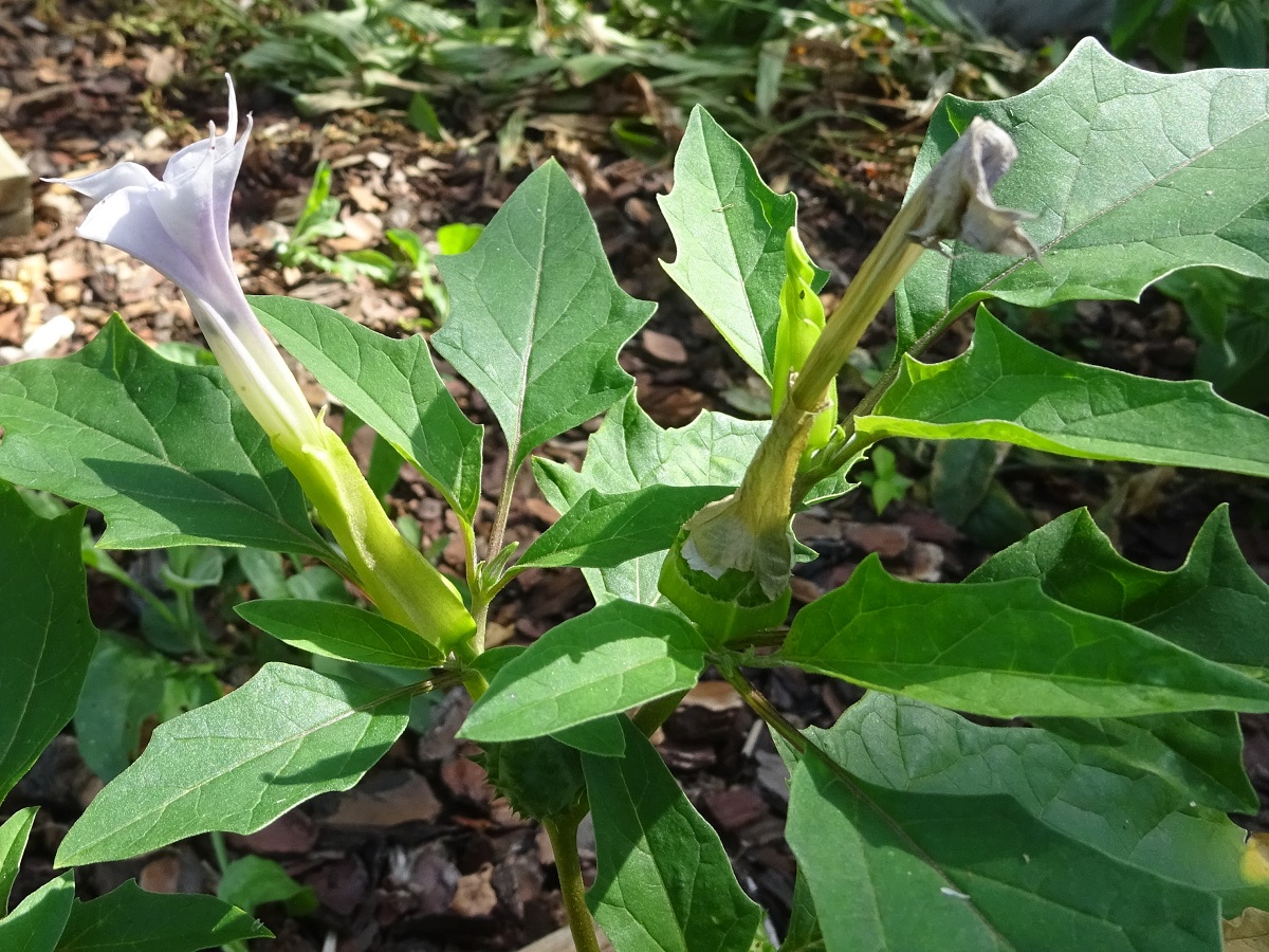 Datura stramonium var. tatula (Solanaceae)